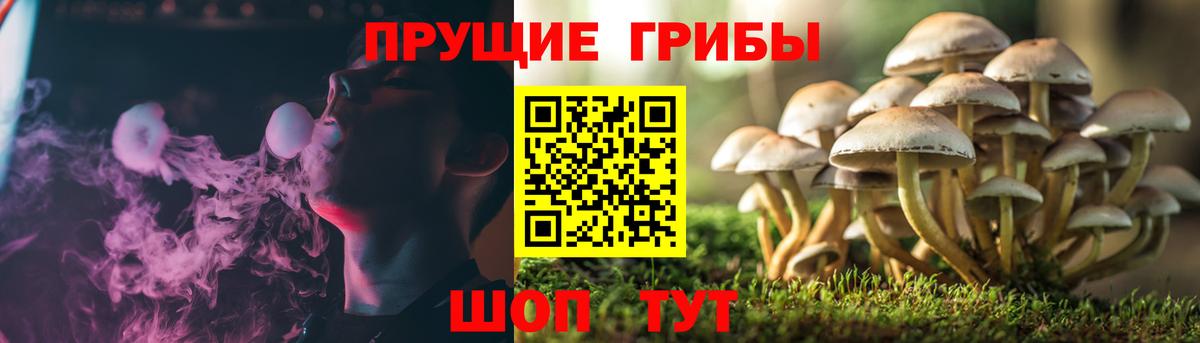 Псилоцибиновые грибы GOLDEN TEACHER  Вход с VPN  Медногорск 